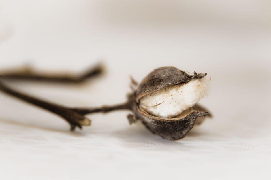 Soft and delicate dried cotton boll captured in a minimalist style on a neutral background.
