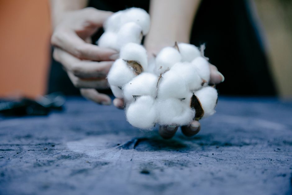 Close-up of hands gently holding fresh cotton bolls.