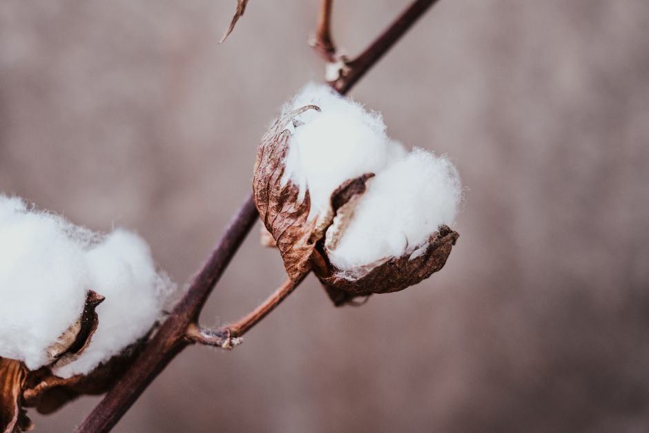 Detailed close-up shot of a dried upland cotton plant with brown background.