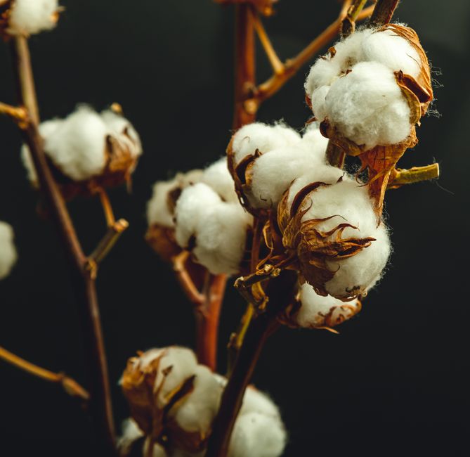 Detailed close-up of cotton bolls on a branch showcasing natural fiber texture.