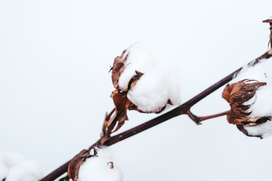 Detailed close-up of a cotton plant branch showcasing its soft, white fibers.