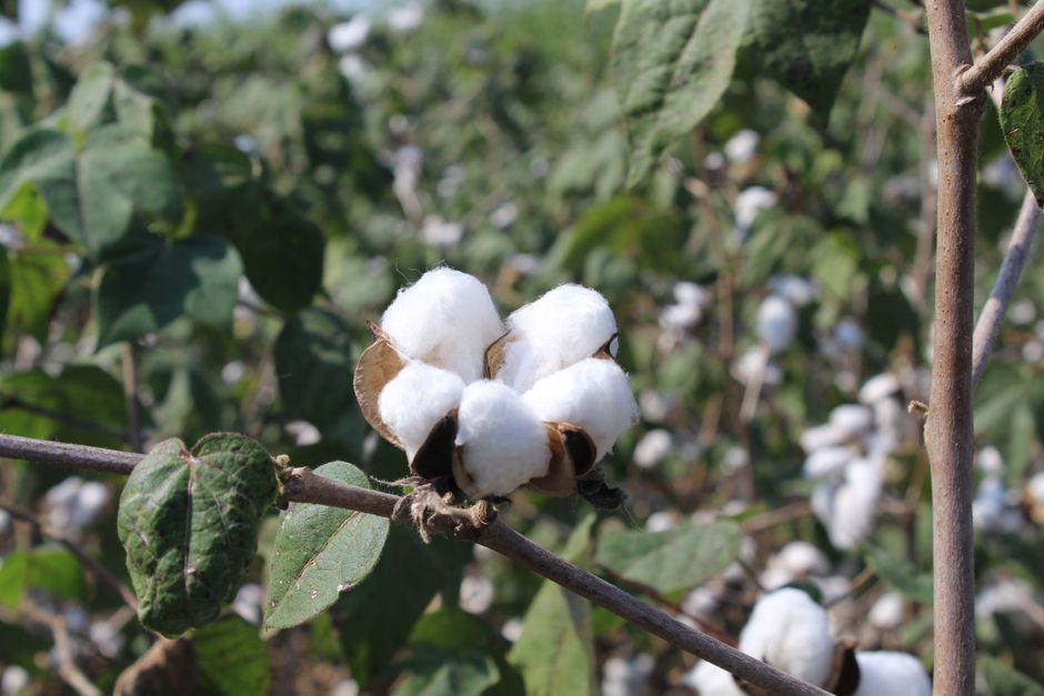 Detailed view of a cotton plant with bolls in an outdoor field setting.